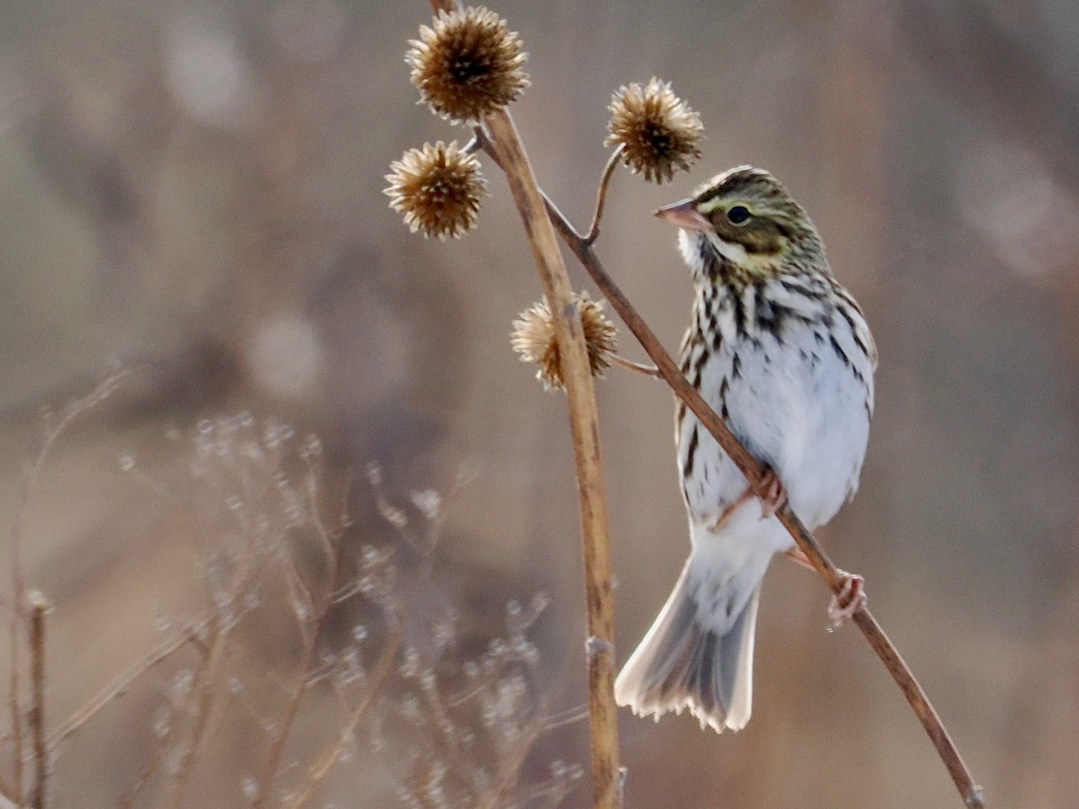 musespurv - ML646459771