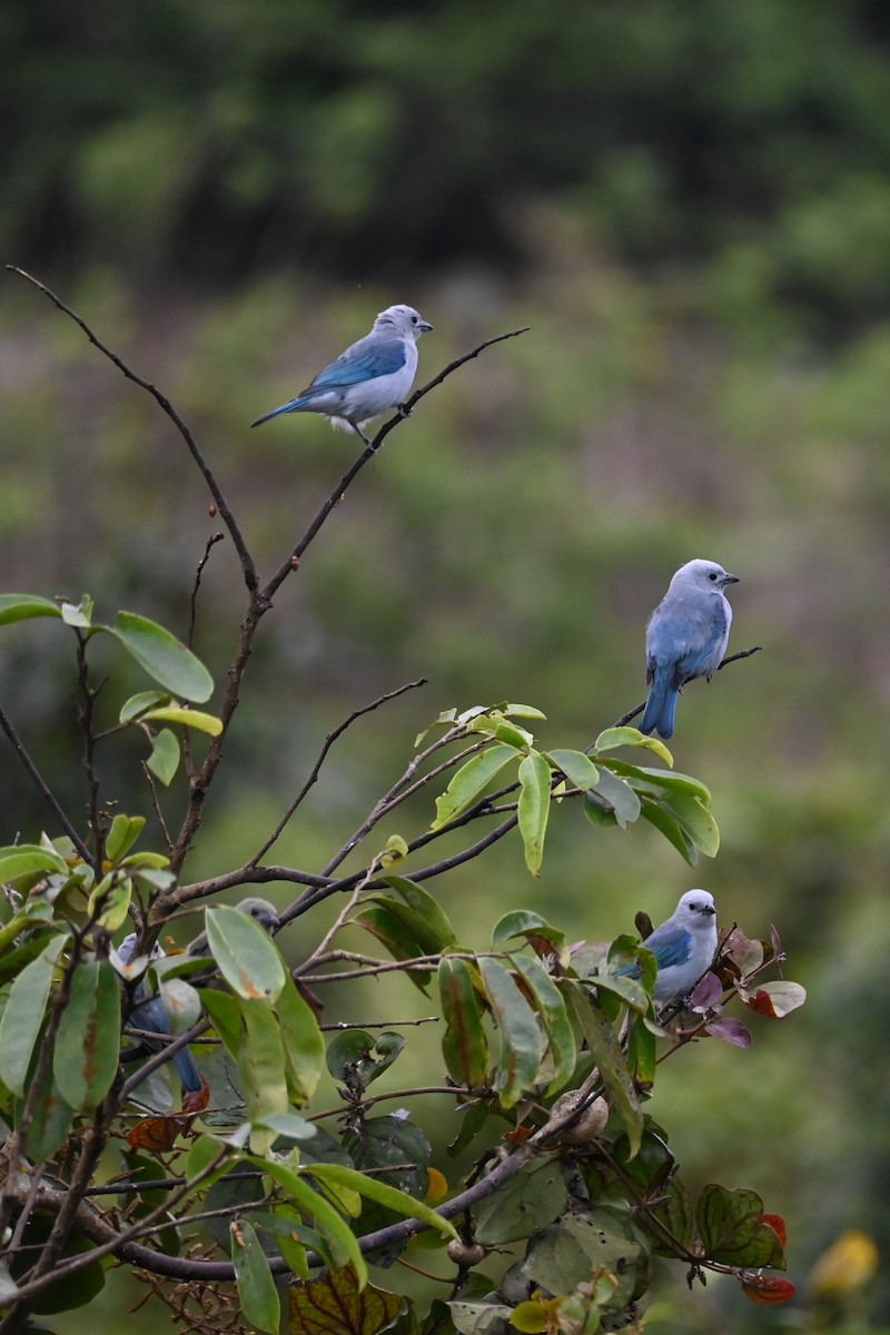 Blue-gray Tanager - ML646459772