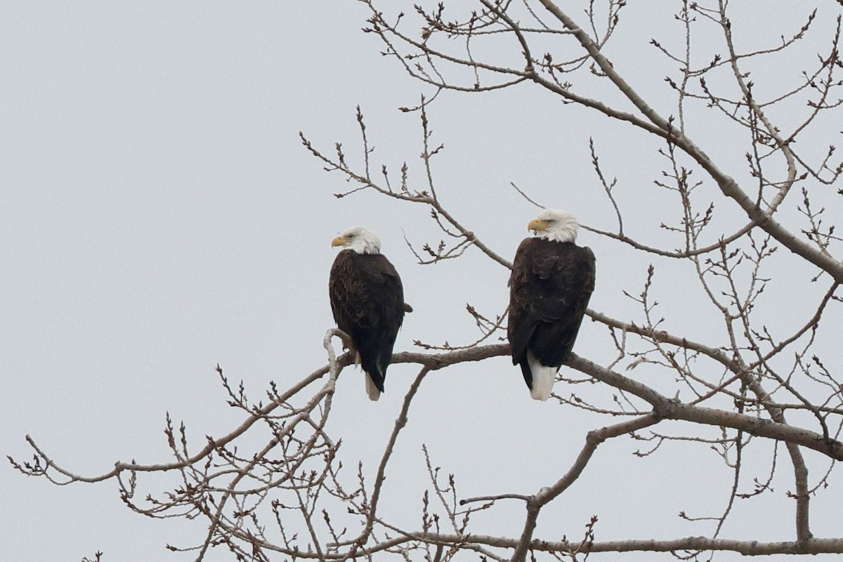 עיטם לבן-ראש - ML646459773