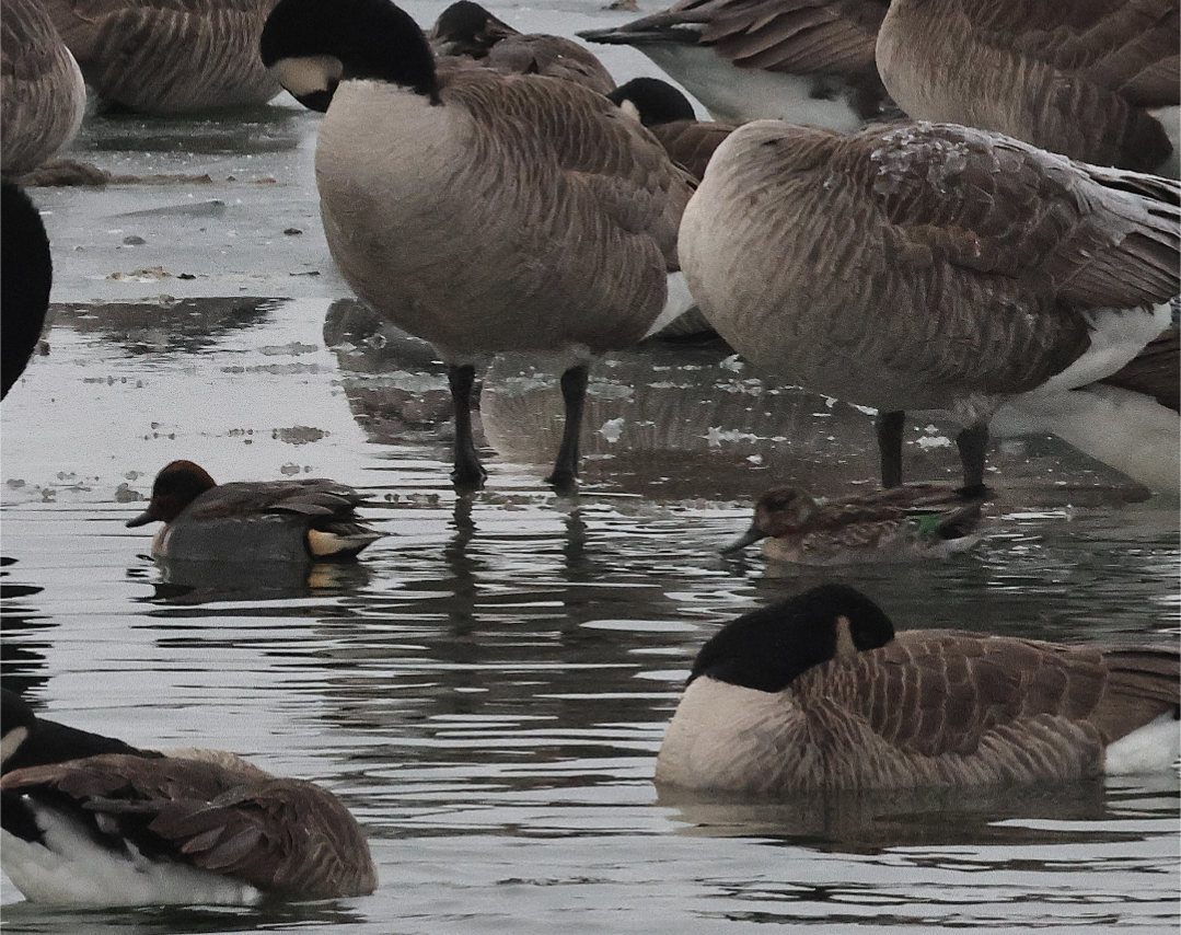 Green-winged Teal - ML646459774