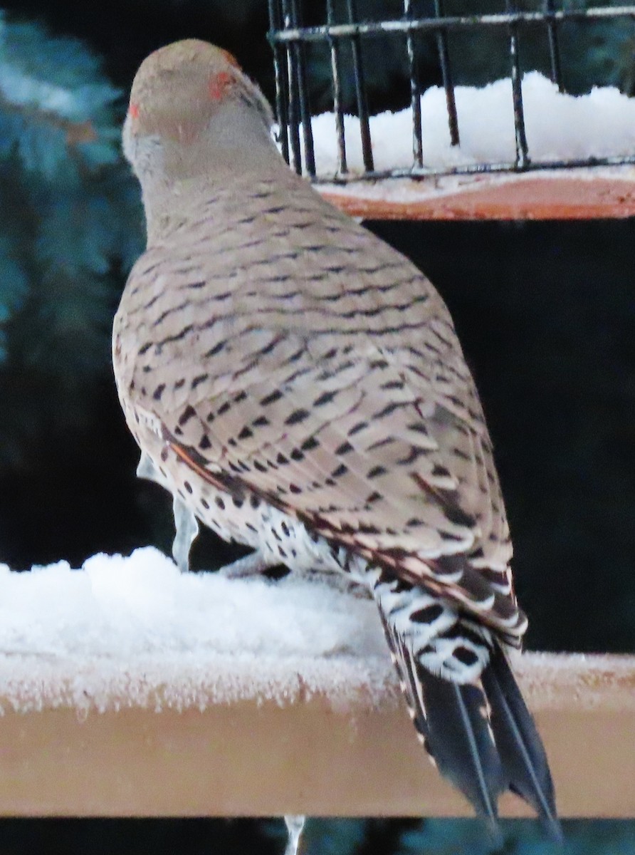 Northern Flicker (Yellow-shafted x Red-shafted) - ML646459775