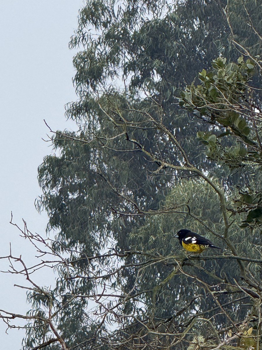 Кардинал-довбоніс золоточеревий - ML646459776