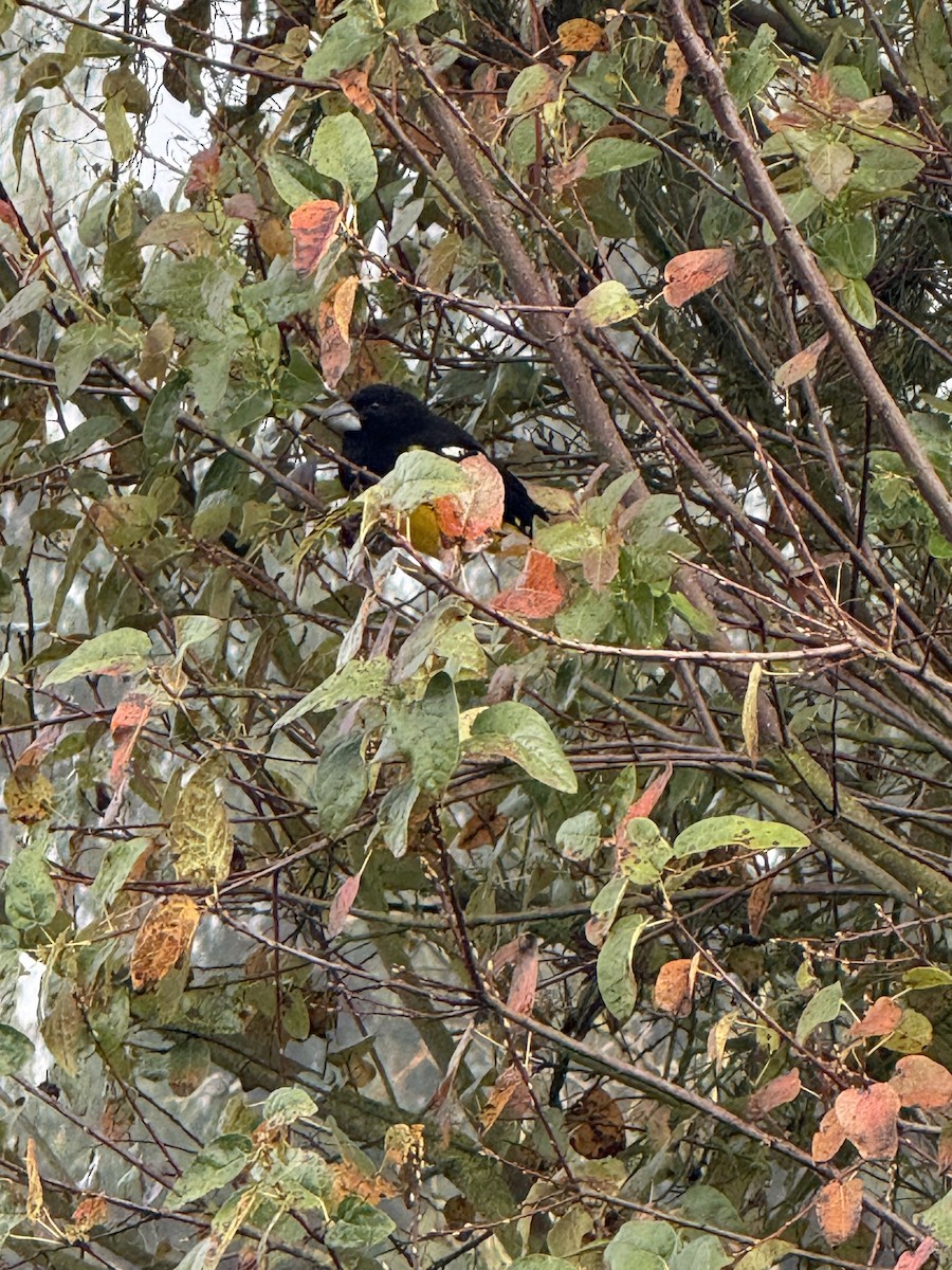 Кардинал-довбоніс золоточеревий - ML646459777