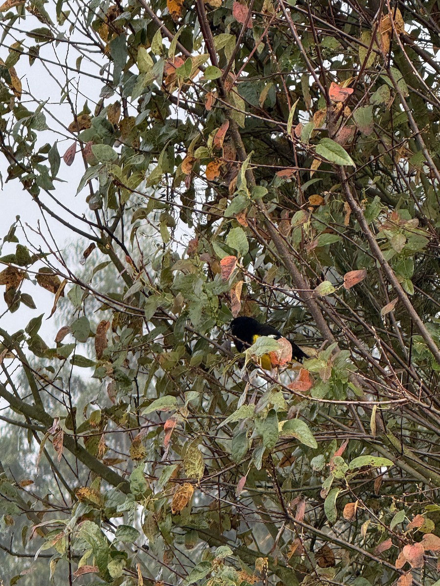 Кардинал-довбоніс золоточеревий - ML646459778