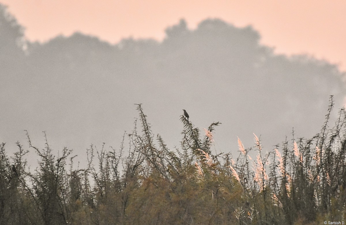 Yerbera Palustre - ML646459782