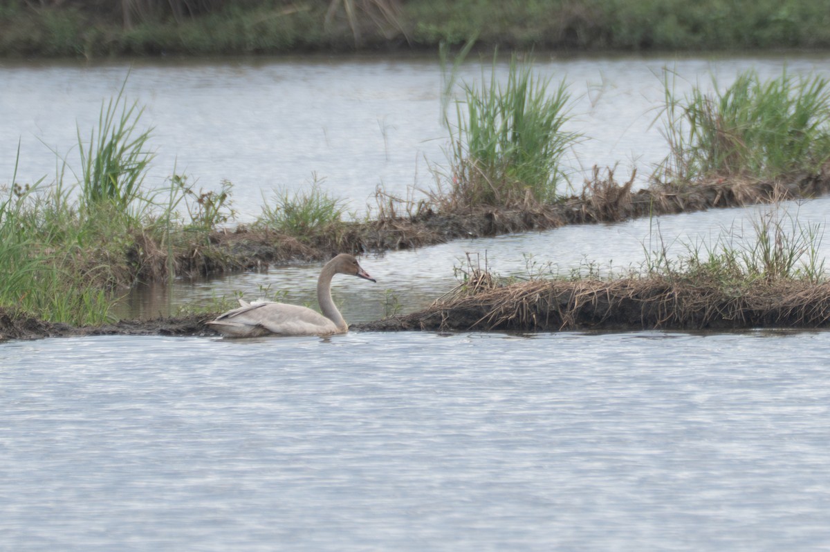Tundra Swan - ML646459784