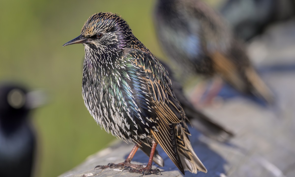 European Starling - ML646459785