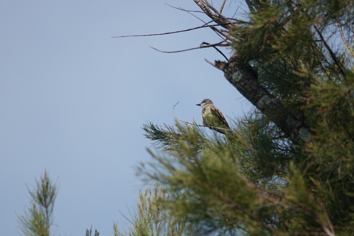 Cassin's Kingbird - ML646459786