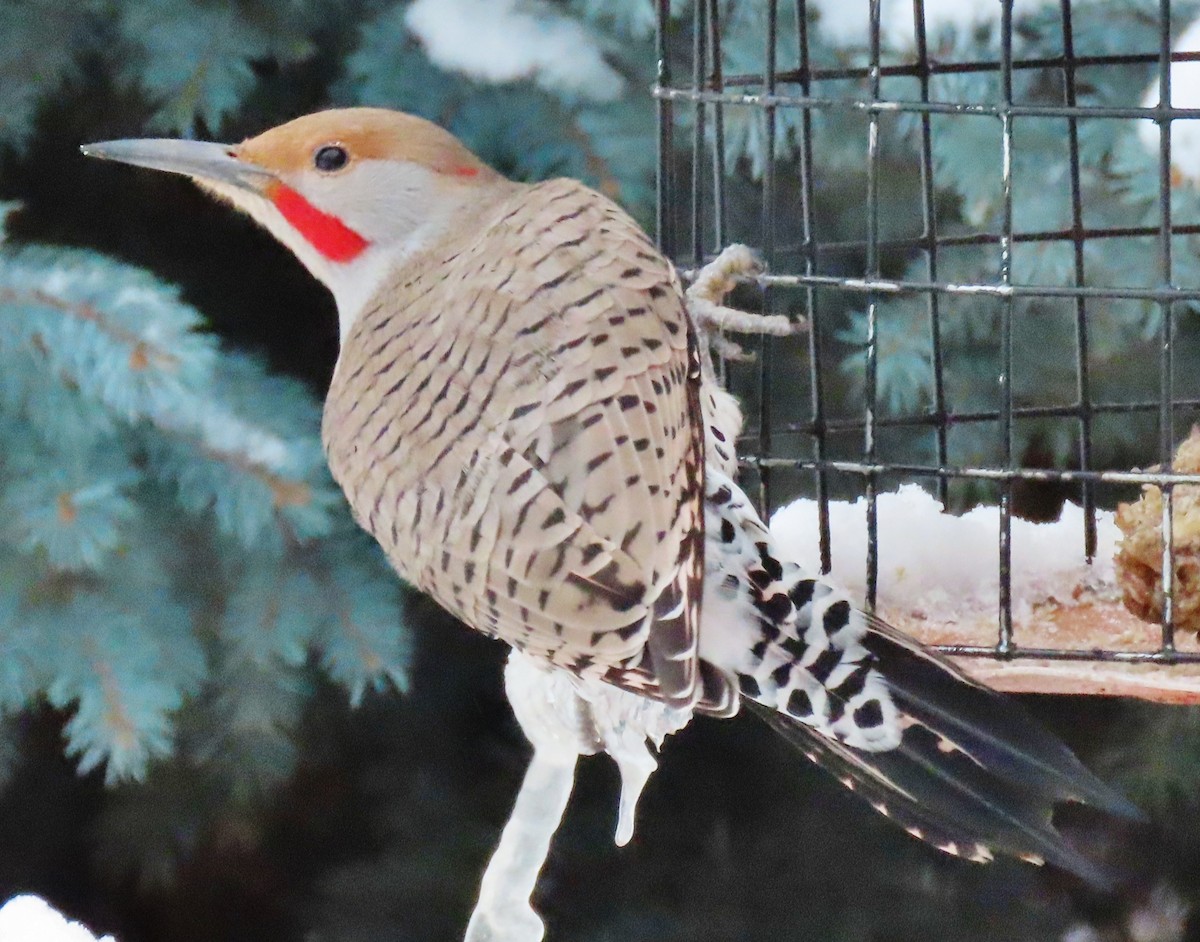 Northern Flicker (Yellow-shafted x Red-shafted) - ML646459787