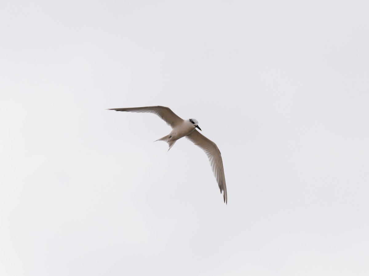 Beccapesci - ML646459788