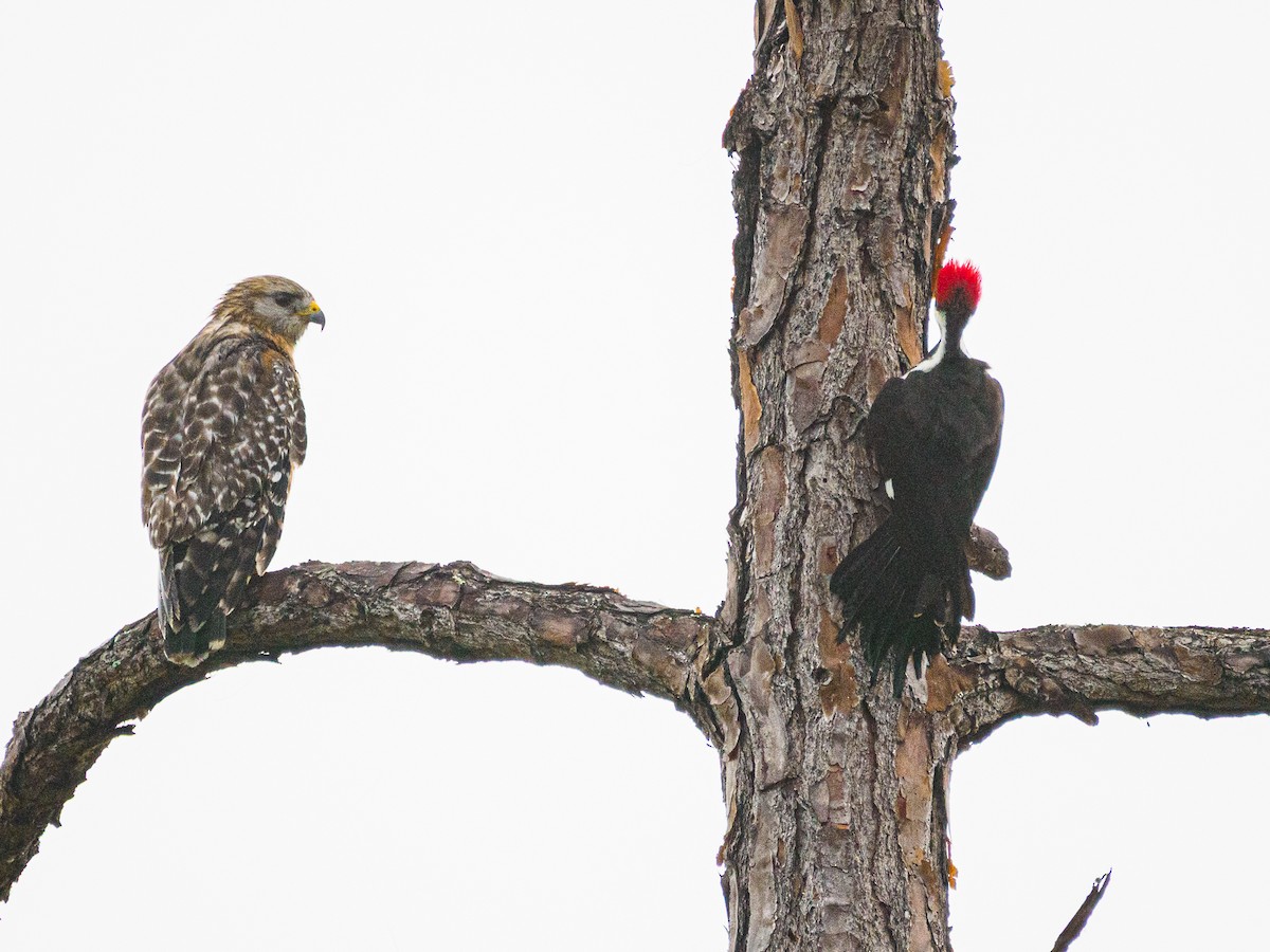 datel chocholatý - ML646459789