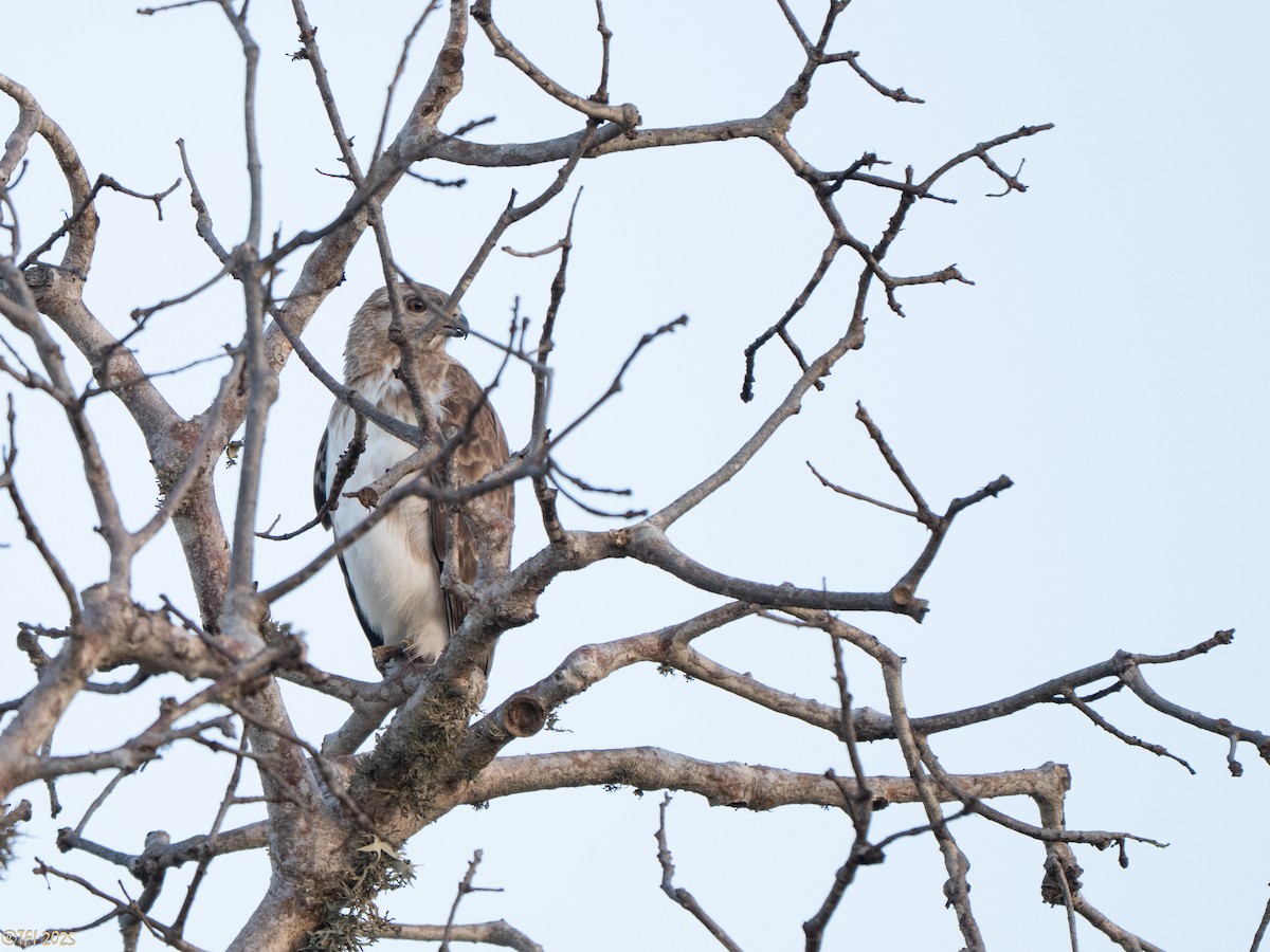 Madagascar Buzzard - ML646459790