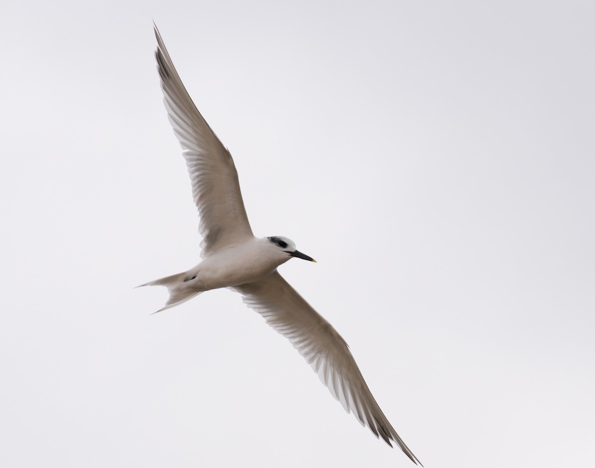 Beccapesci - ML646459791