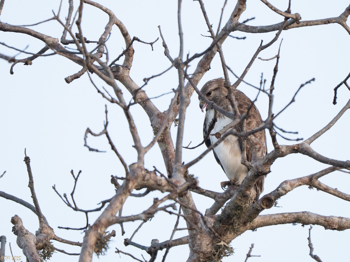 Madagascar Buzzard - ML646459793