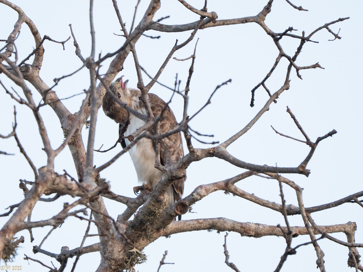 Madagascar Buzzard - ML646459795
