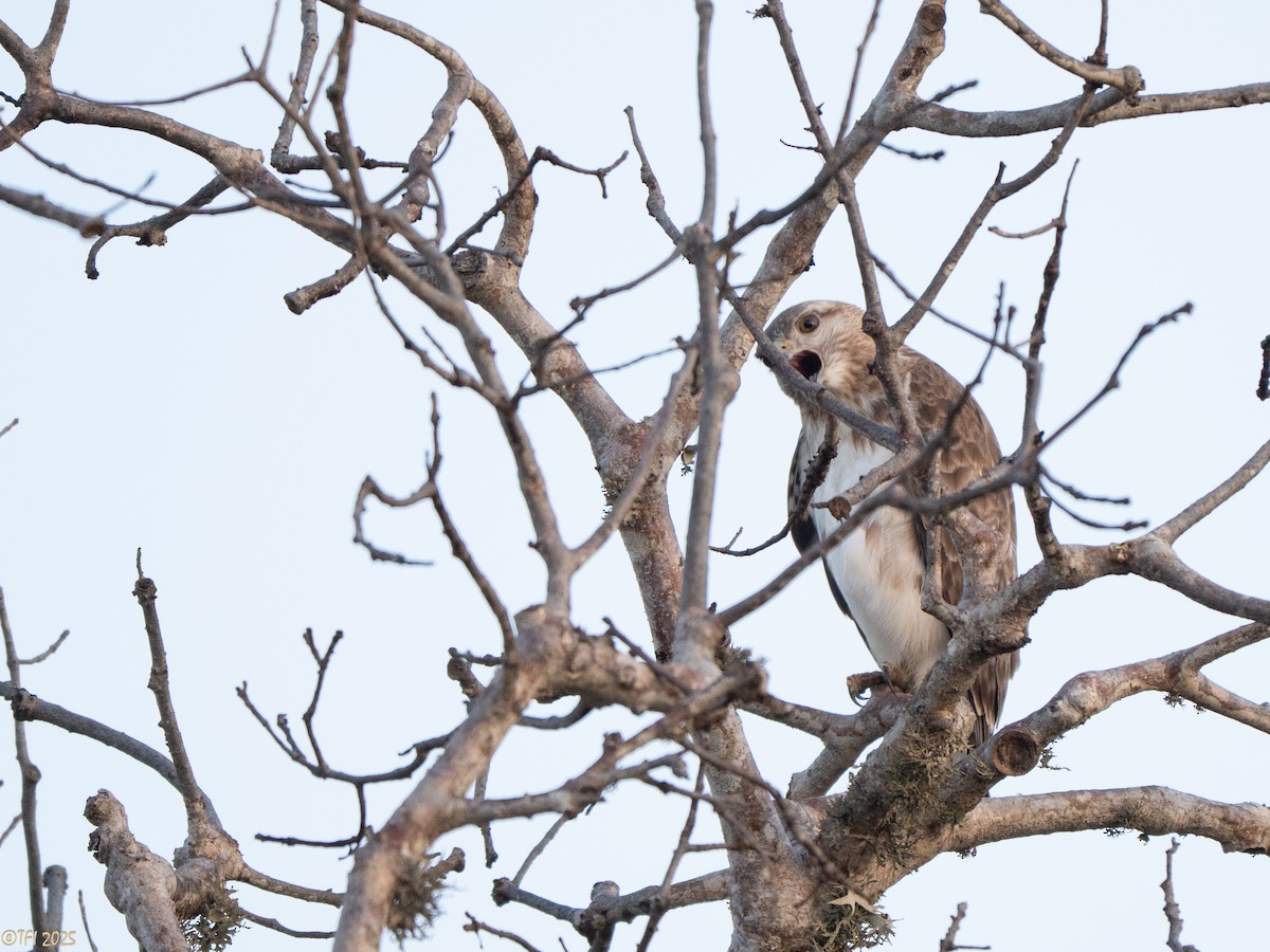 Madagascar Buzzard - ML646459797