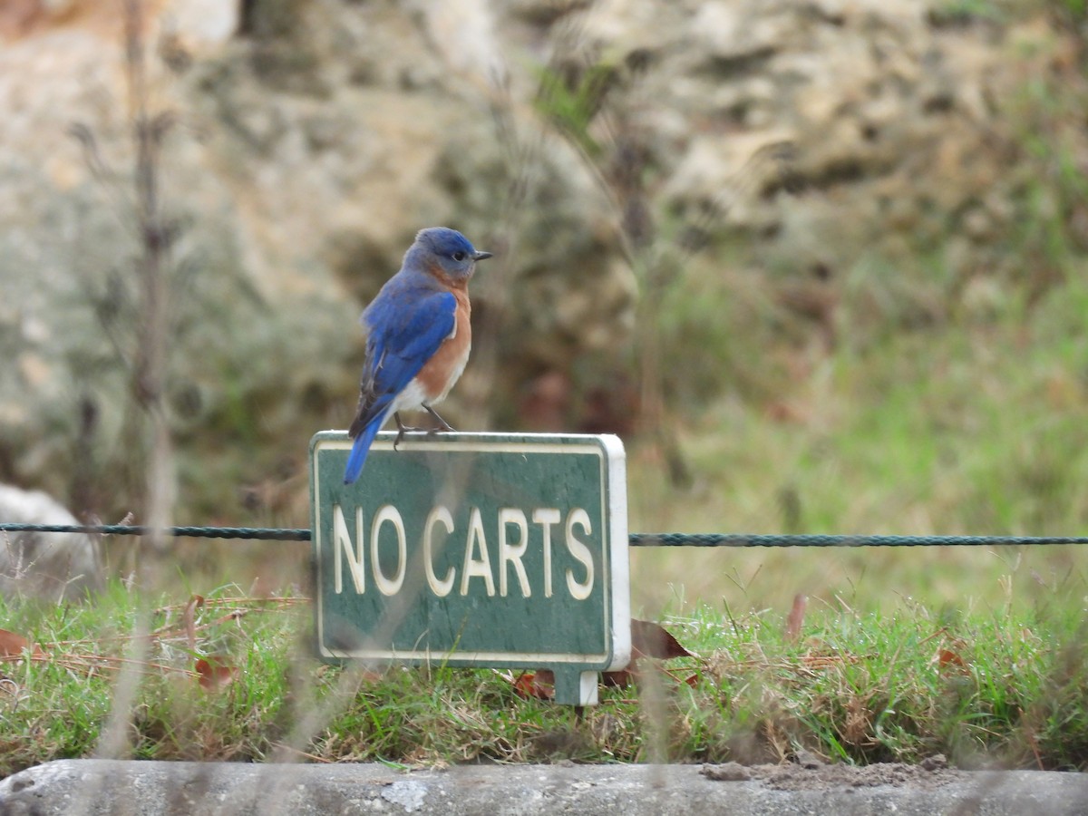 Eastern Bluebird - ML646459798