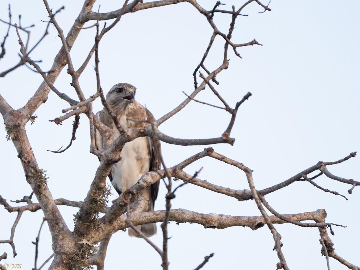 Madagascar Buzzard - ML646459801