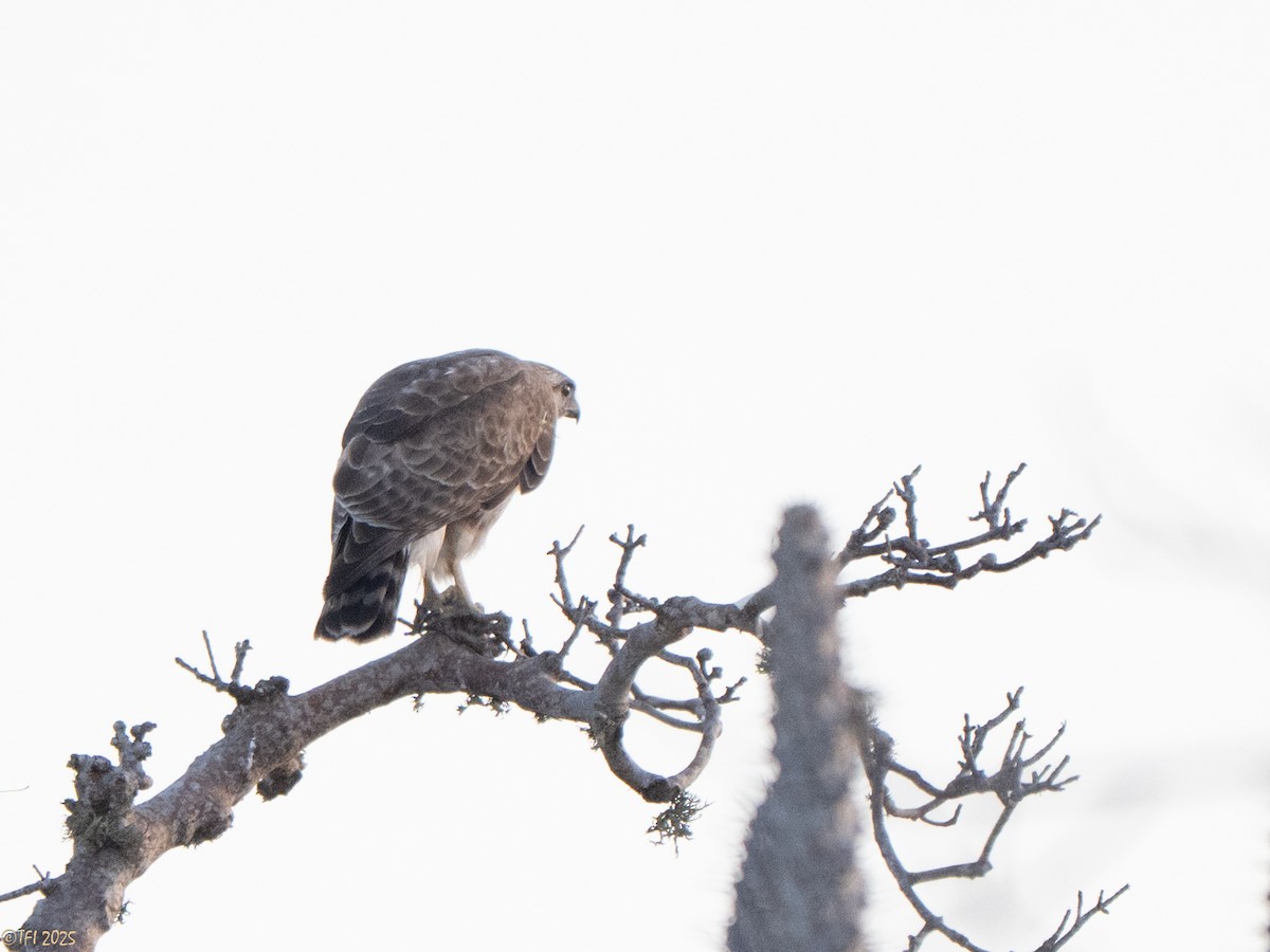 Madagascar Buzzard - ML646459802