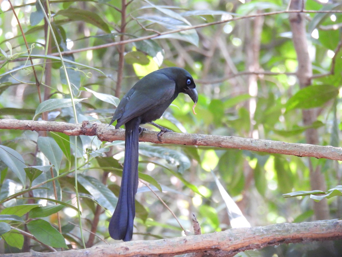 Racket-tailed Treepie - ML646459803