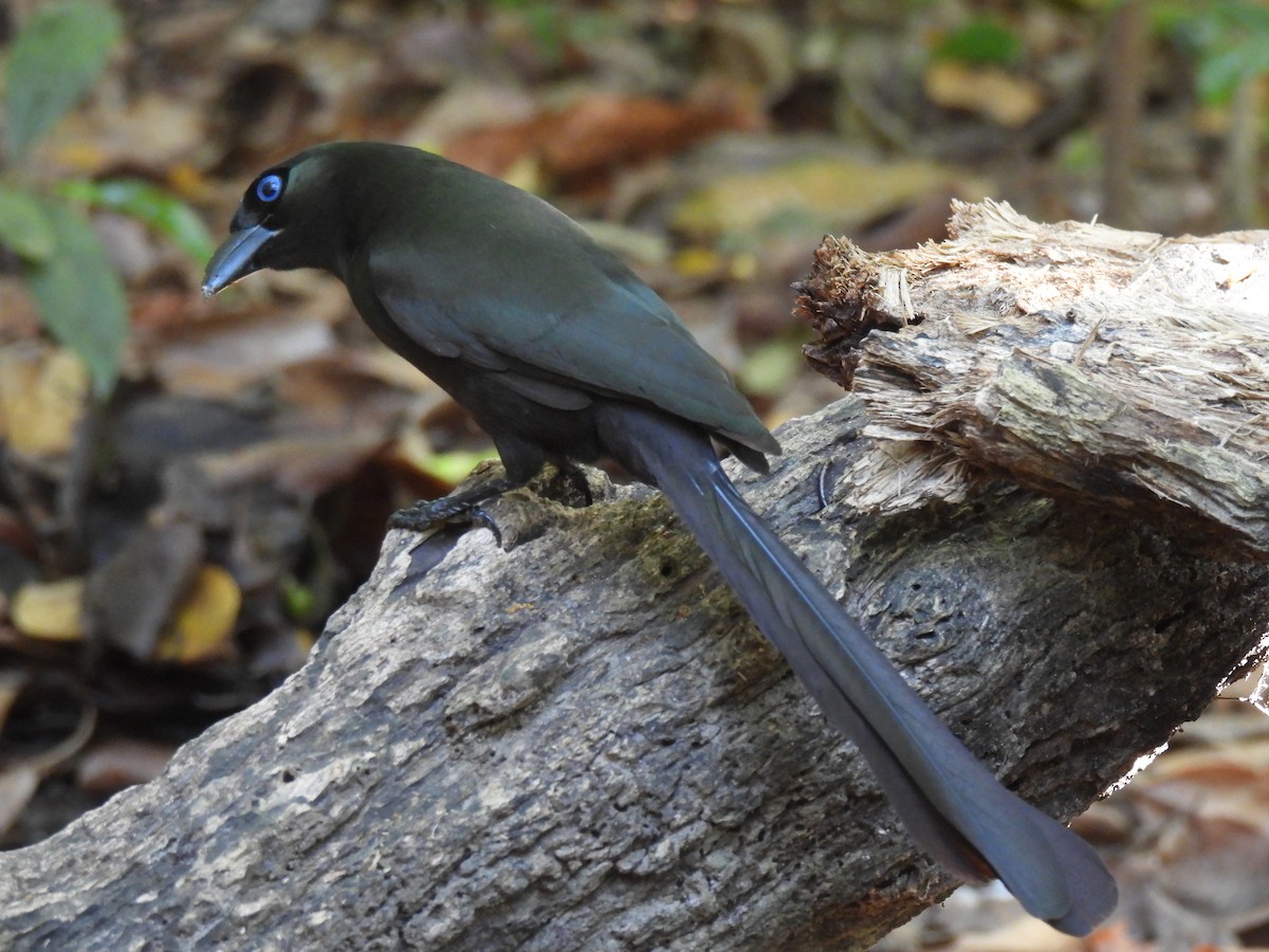Racket-tailed Treepie - ML646459804