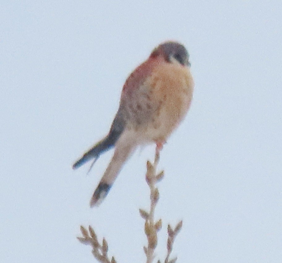 American Kestrel - ML646459805