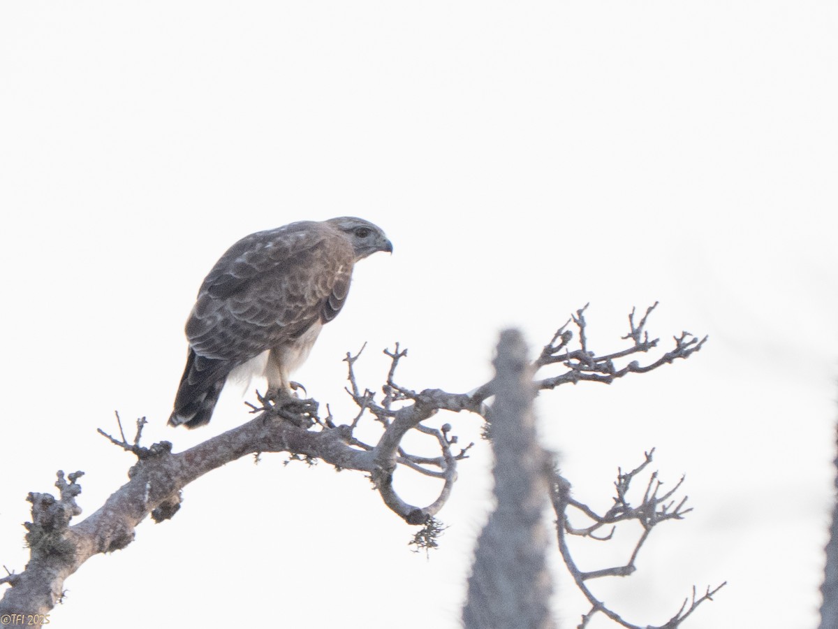 Madagascar Buzzard - ML646459806