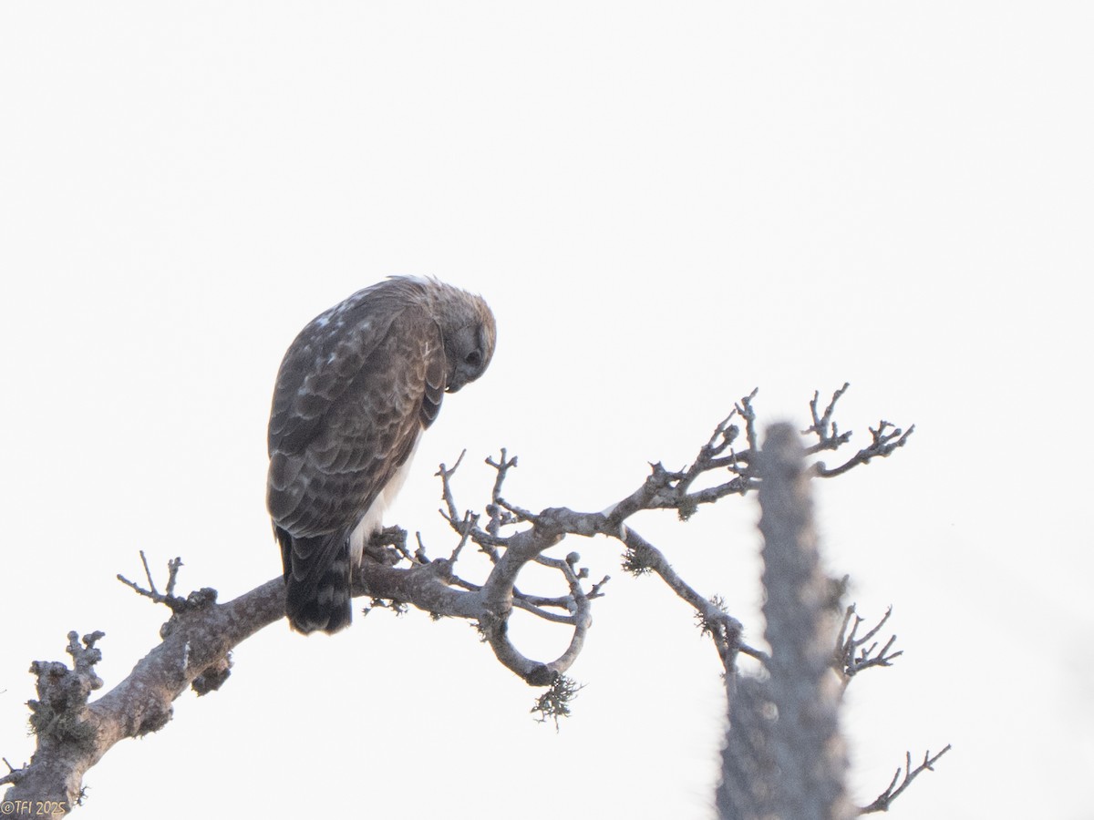 Madagascar Buzzard - ML646459808