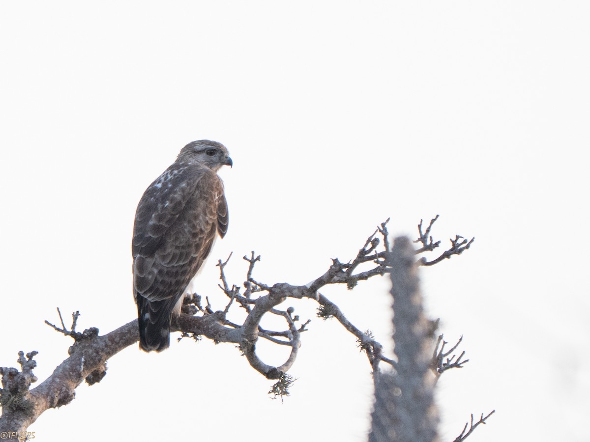 Madagascar Buzzard - ML646459811