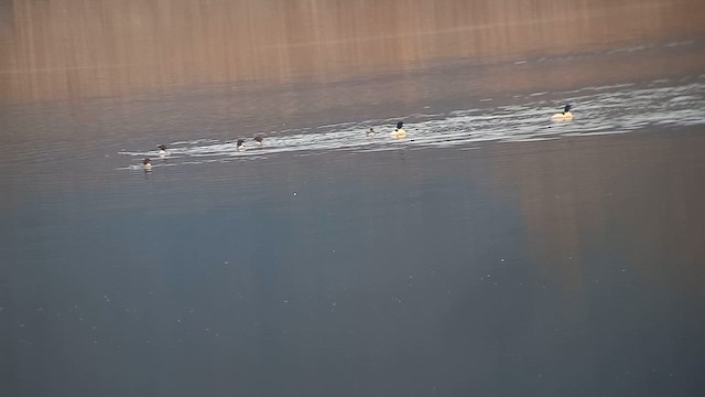 Common Merganser - ML646459812