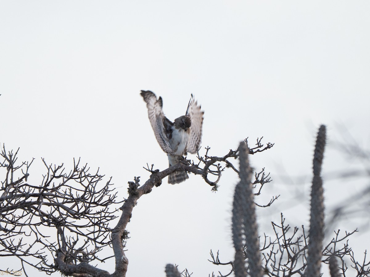 Madagascar Buzzard - ML646459813