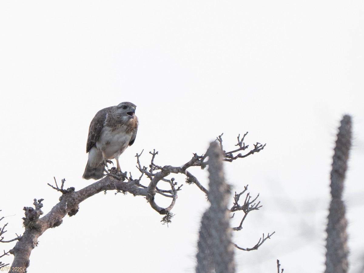 Madagascar Buzzard - ML646459815