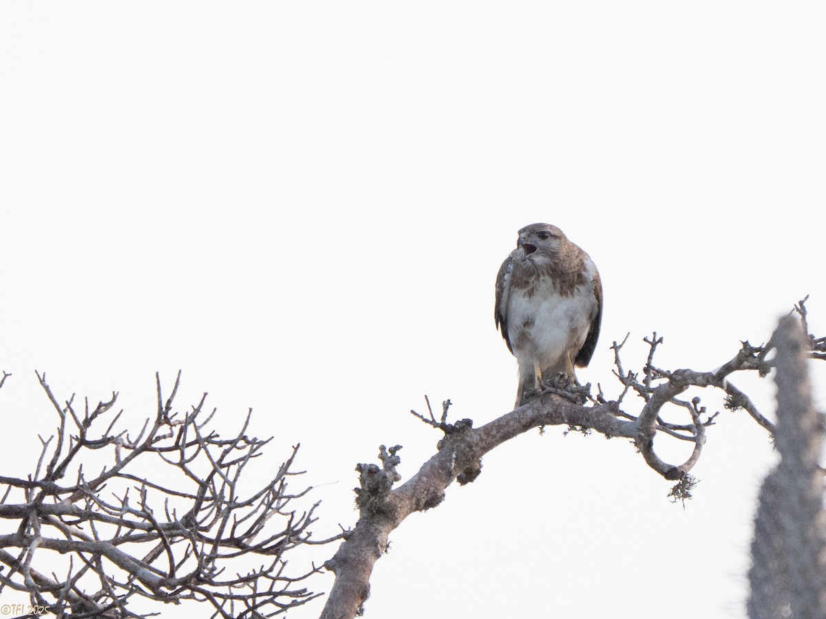 Madagascar Buzzard - ML646459816