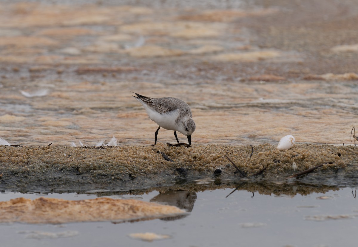 Piovanello tridattilo - ML646459817