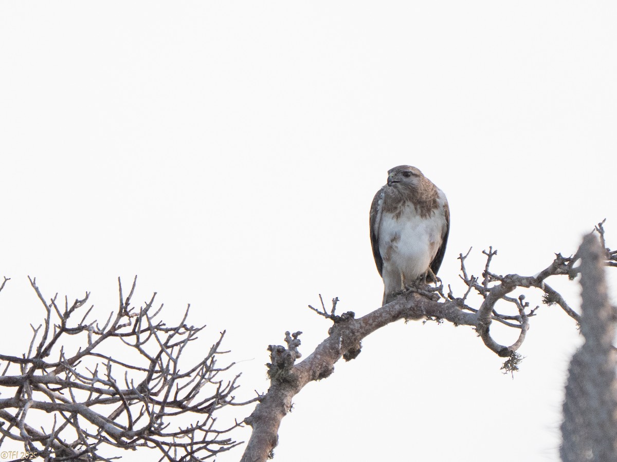 Madagascar Buzzard - ML646459818
