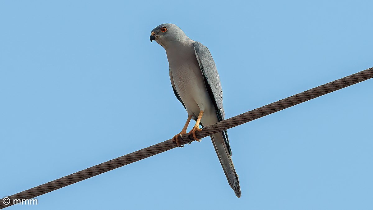 Shikra - ML646459819