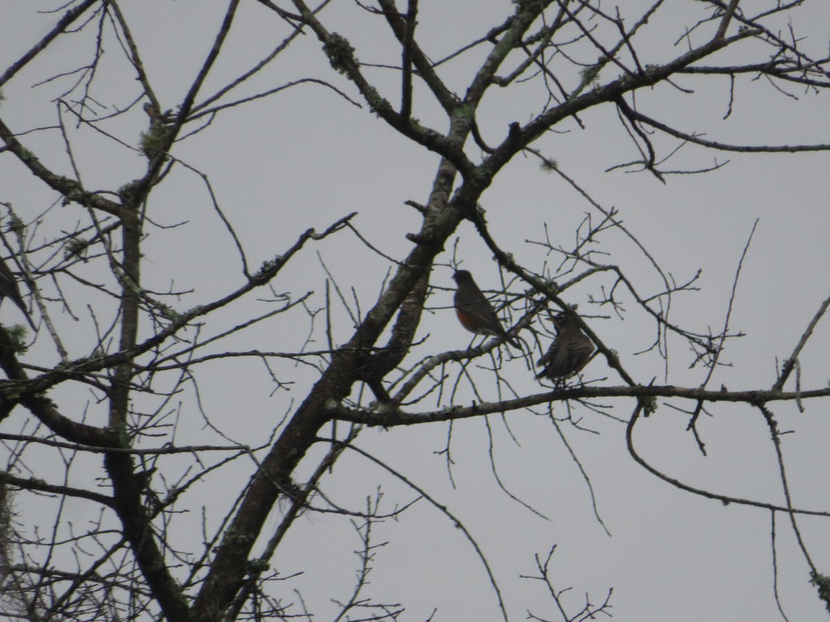 American Robin - ML646459820