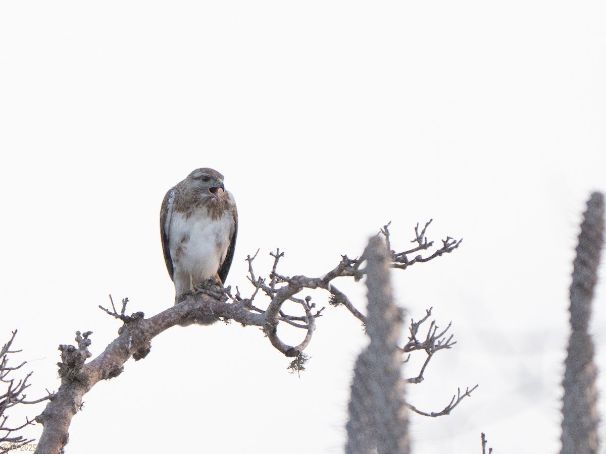 Madagascar Buzzard - ML646459821