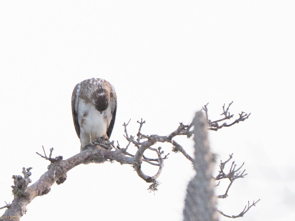 Madagascar Buzzard - ML646459822