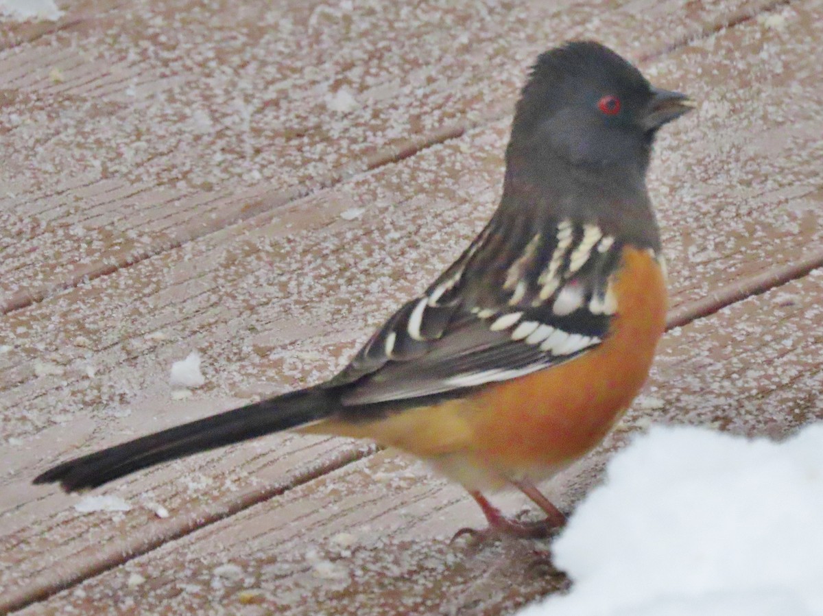 Spotted Towhee - ML646459823