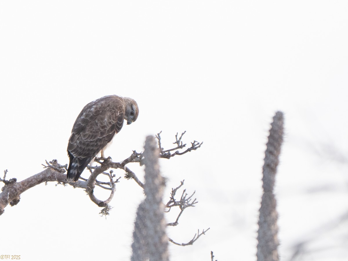 Madagascar Buzzard - ML646459825