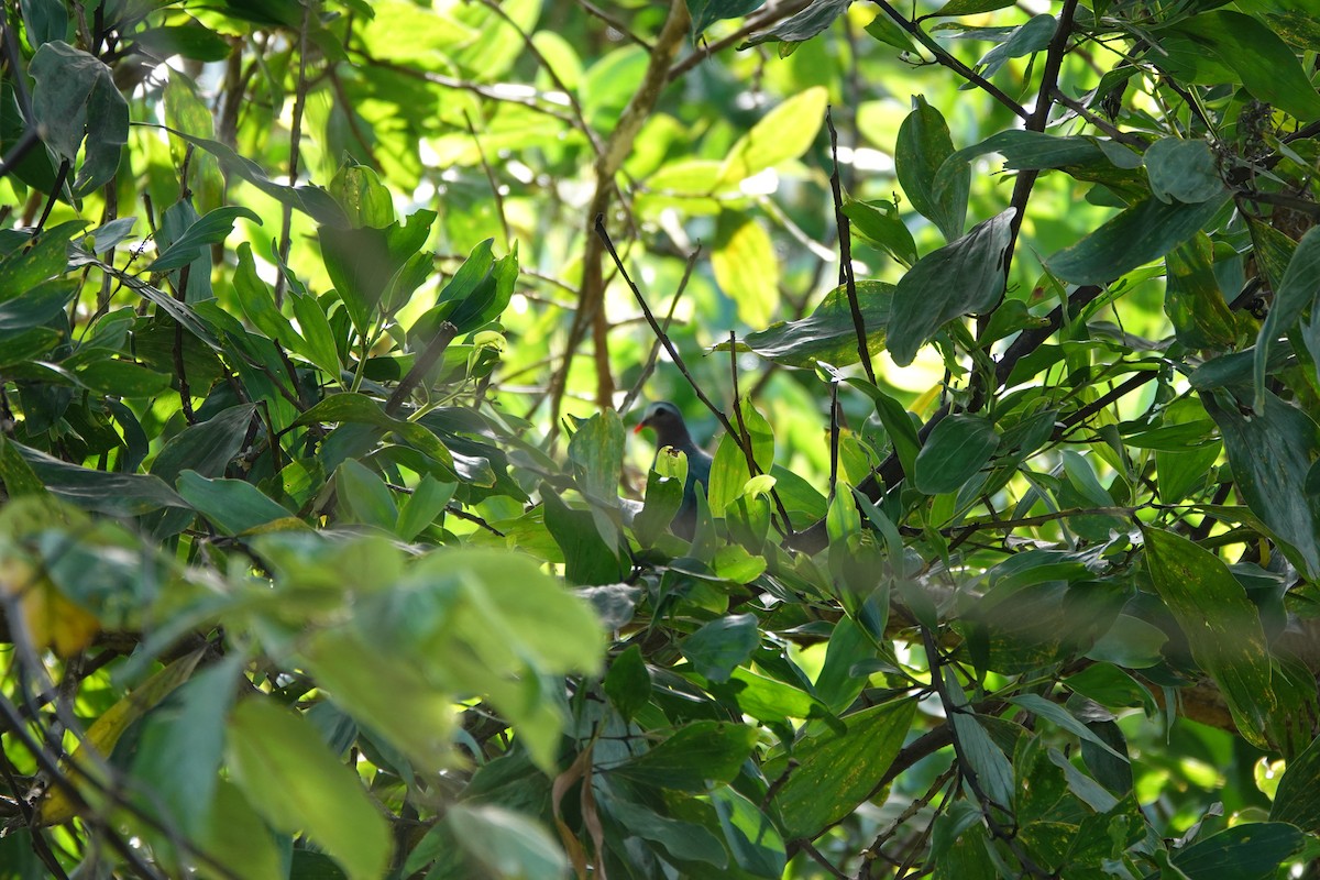 Asian Emerald Dove - ML646459830