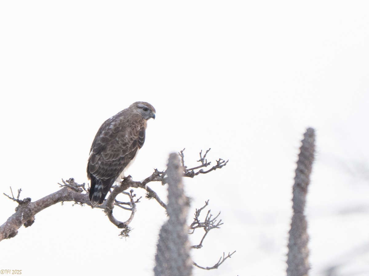 Madagascar Buzzard - ML646459831