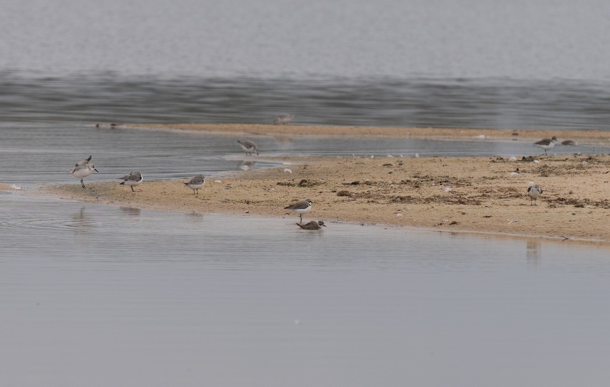 Fratino - ML646459832