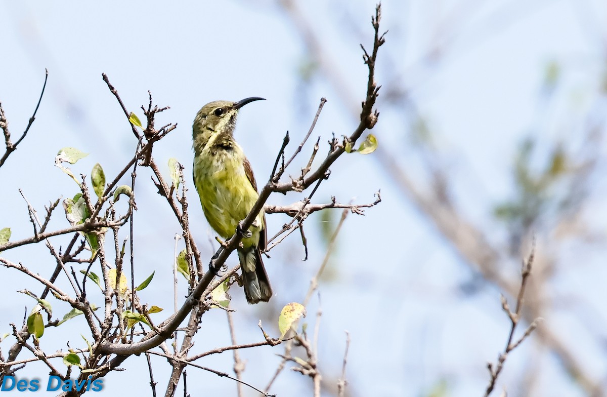 Beautiful Sunbird - ML646459833