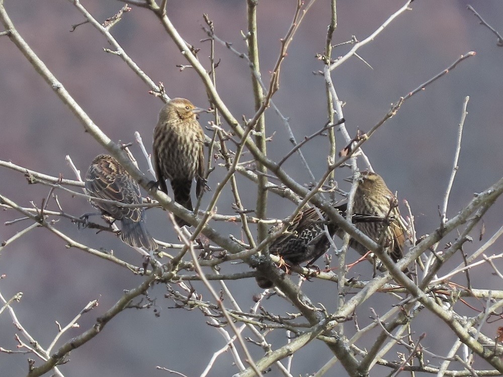 Red-winged Blackbird - ML646459834