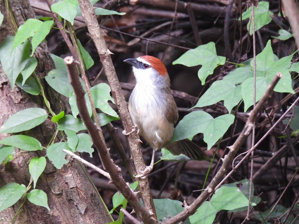 Timalí Capirotado - ML646459835