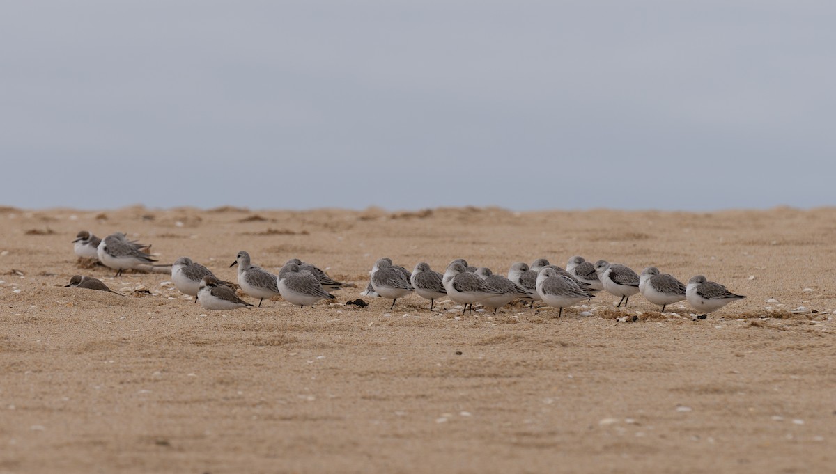 Piovanello tridattilo - ML646459836