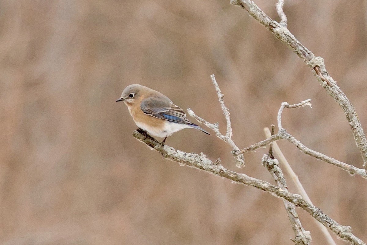 Eastern Bluebird - ML646459837