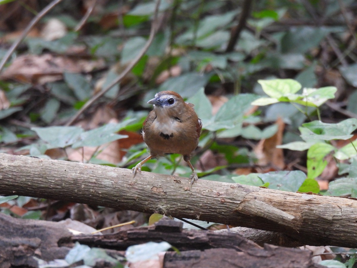 Timalí Perlado - ML646459839